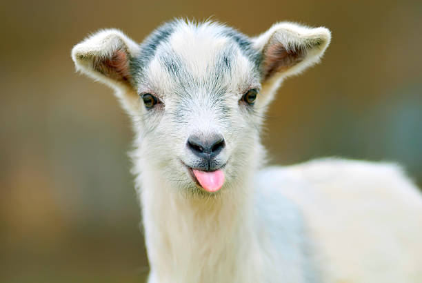  by Holistic Goat Milk Soap baby goat says too heck with chemicals ;)